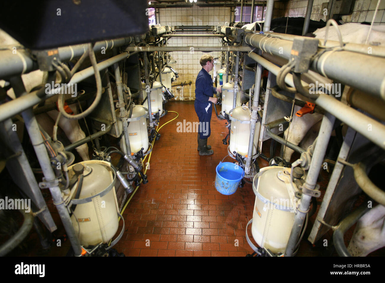 dairy farm in the netherlands Stock Photo Alamy