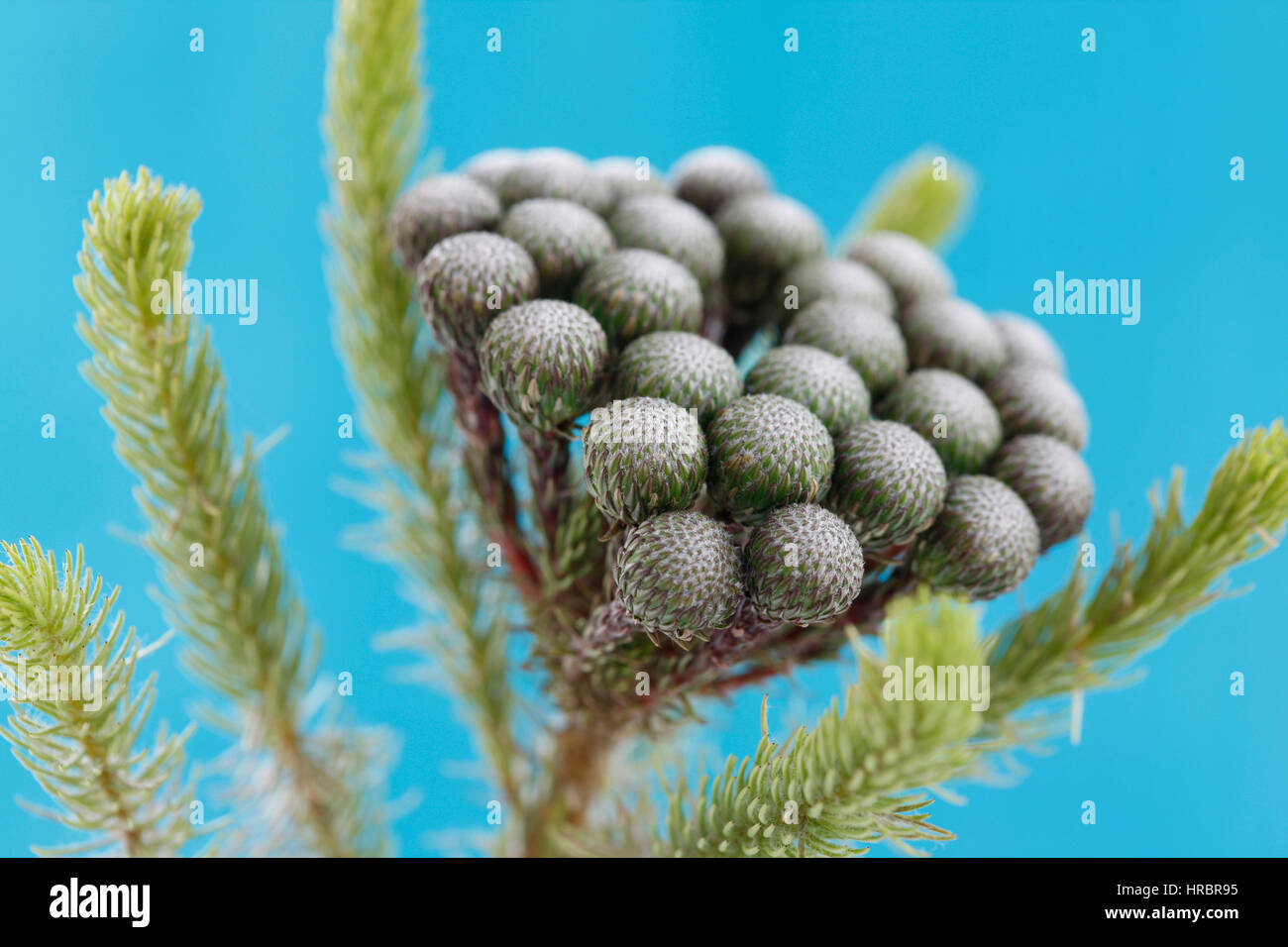 single stem many round flower heads, brunia albiflora still life blue background - strength and abundant Jane Ann Butler Photography  JABP1847 Stock Photo