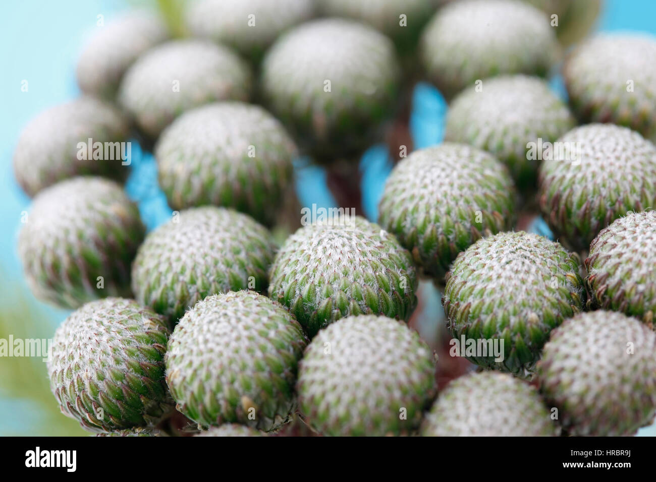 single stem many round flower heads, close up brunia albiflora still life - strength and abundant Jane Ann Butler Photography JABP1849 Stock Photo