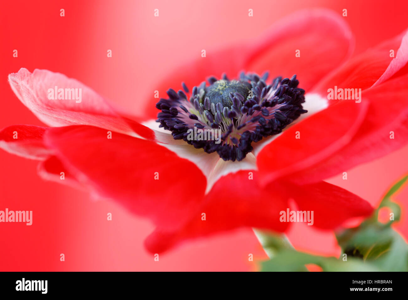 exquisite red anemone still life - red on red Jane Ann Butler Photography JABP1846 Stock Photo