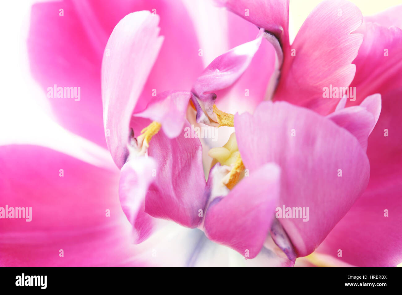 still life close up of emerging dark pink to purple, parrot tulip flower head  Jane Ann Butler Photography JABP1839 Stock Photo
