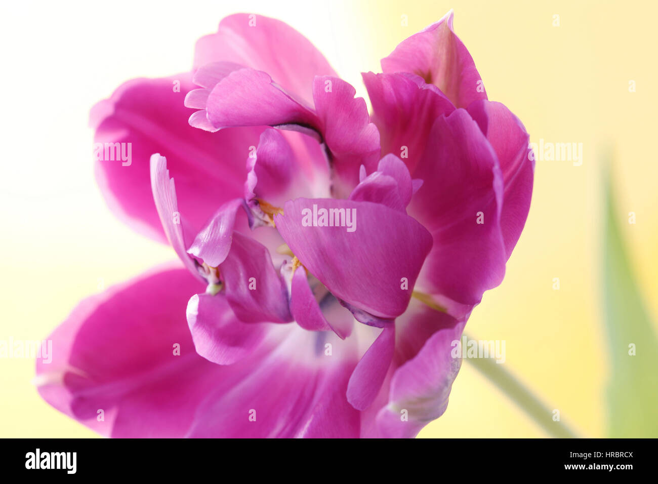 emerging purple parrot tulip stem still life Jane Ann Butler Photography  JABP1838 Stock Photo