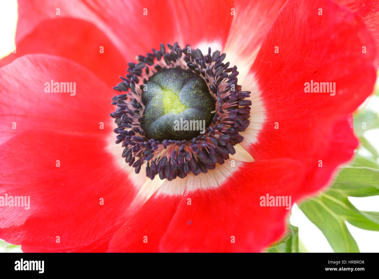 still life close up single red anemone flower head on white - fresh and contemporary  Jane Ann Butler Photography JABP1836 Stock Photo