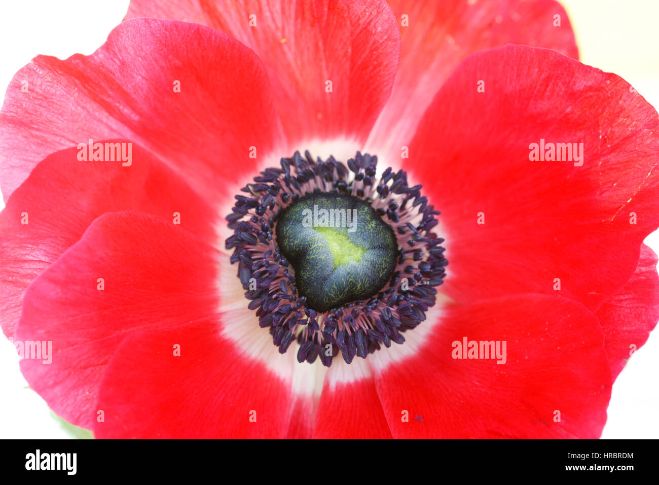still life close up single red anemone flower head on white - fresh and contemporary  Jane Ann Butler Photography JABP1837 Stock Photo