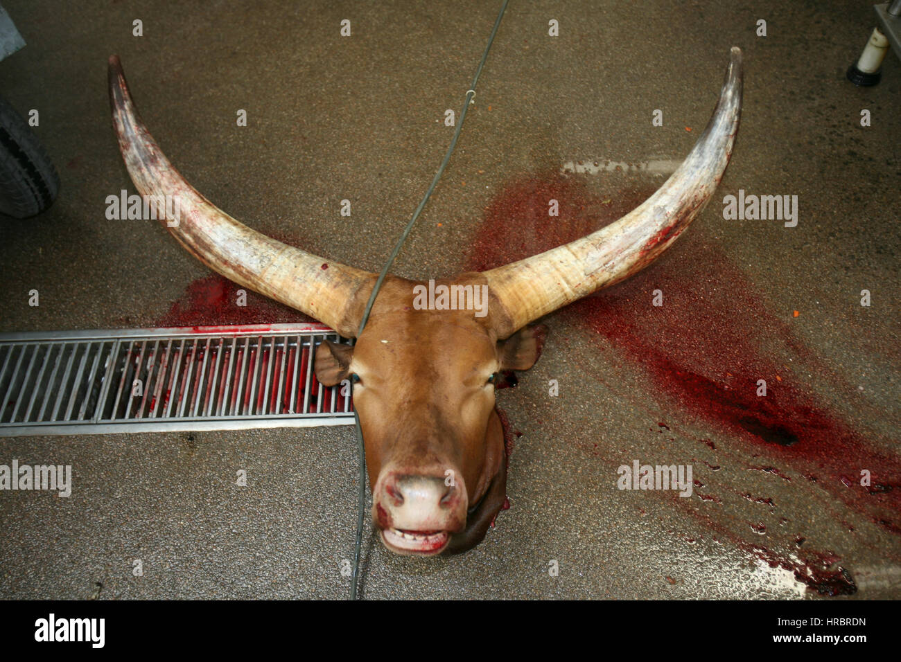 Beef slaughterhouse hi-res stock photography and images - Alamy