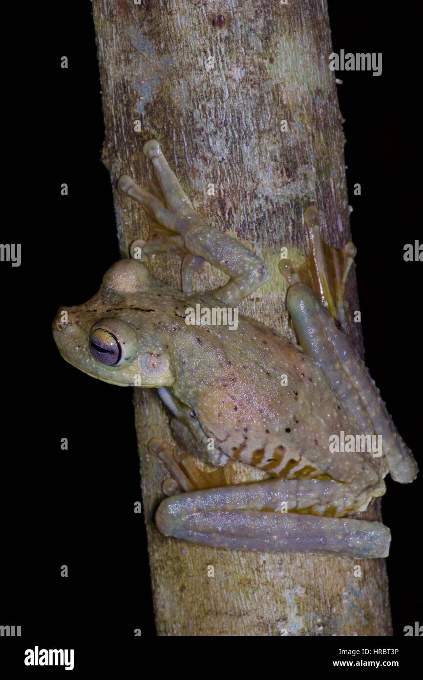 A Gladiator Frog (Hypsiboas rosenbergi) perched on a tree trunk at night in the rainforest on Pipeline Road, Gamboa, Panama Stock Photo