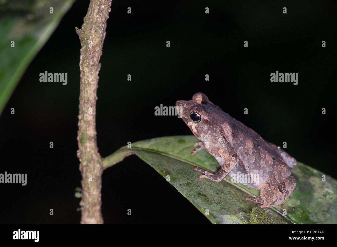 A young Sharp-nosed Toad (Rhinella dapsilis) on a leaf at night in the Amazon rainforest in Loreto, Peru Stock Photo