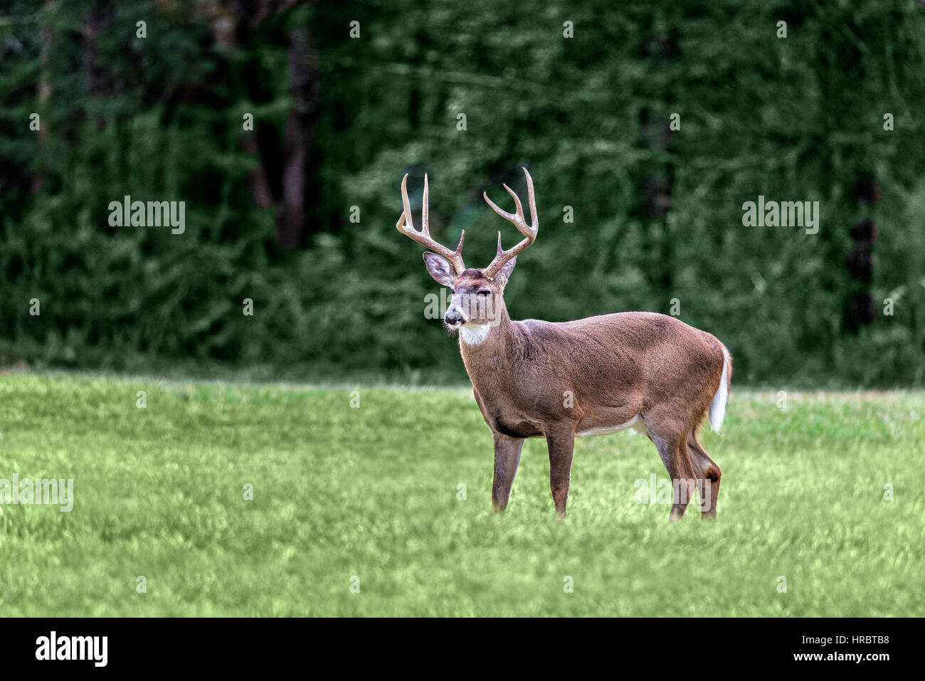 Large white-tailed buck in a field in the Cades Cove section of the Great Smoky Mountains National Park.  Lot of copy space in out-of-focus background. Stock Photo