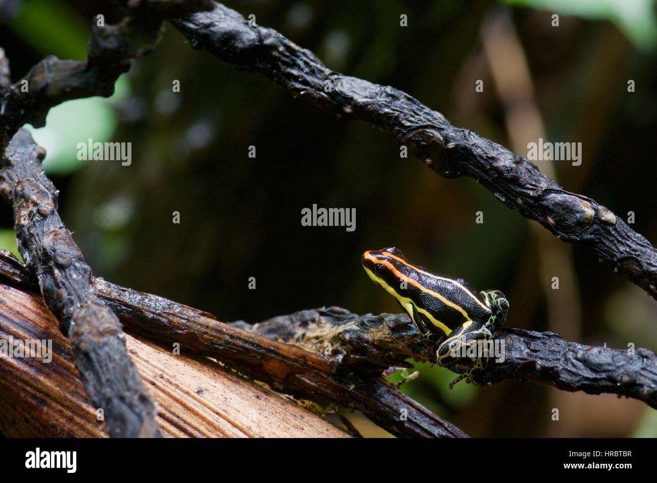 A Uakari Poison Frog (Ranitomeya uakarii) in the Amazon rainforest in Loreto, Peru Stock Photo
