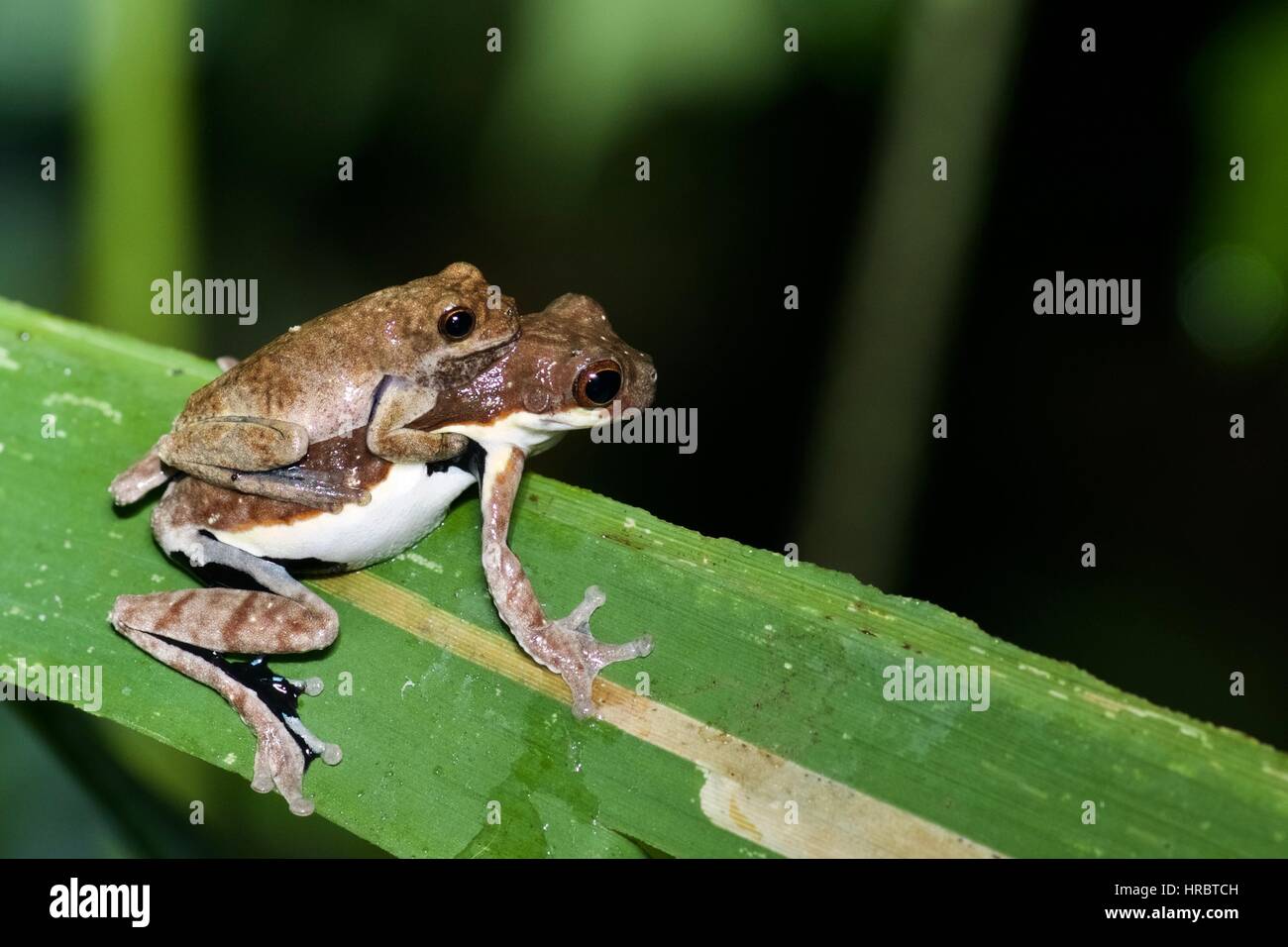 A pair of treefrogs (Dendropsophus timbeba) in amplexus in the Amazon rainforest in Loreto, Peru Stock Photo