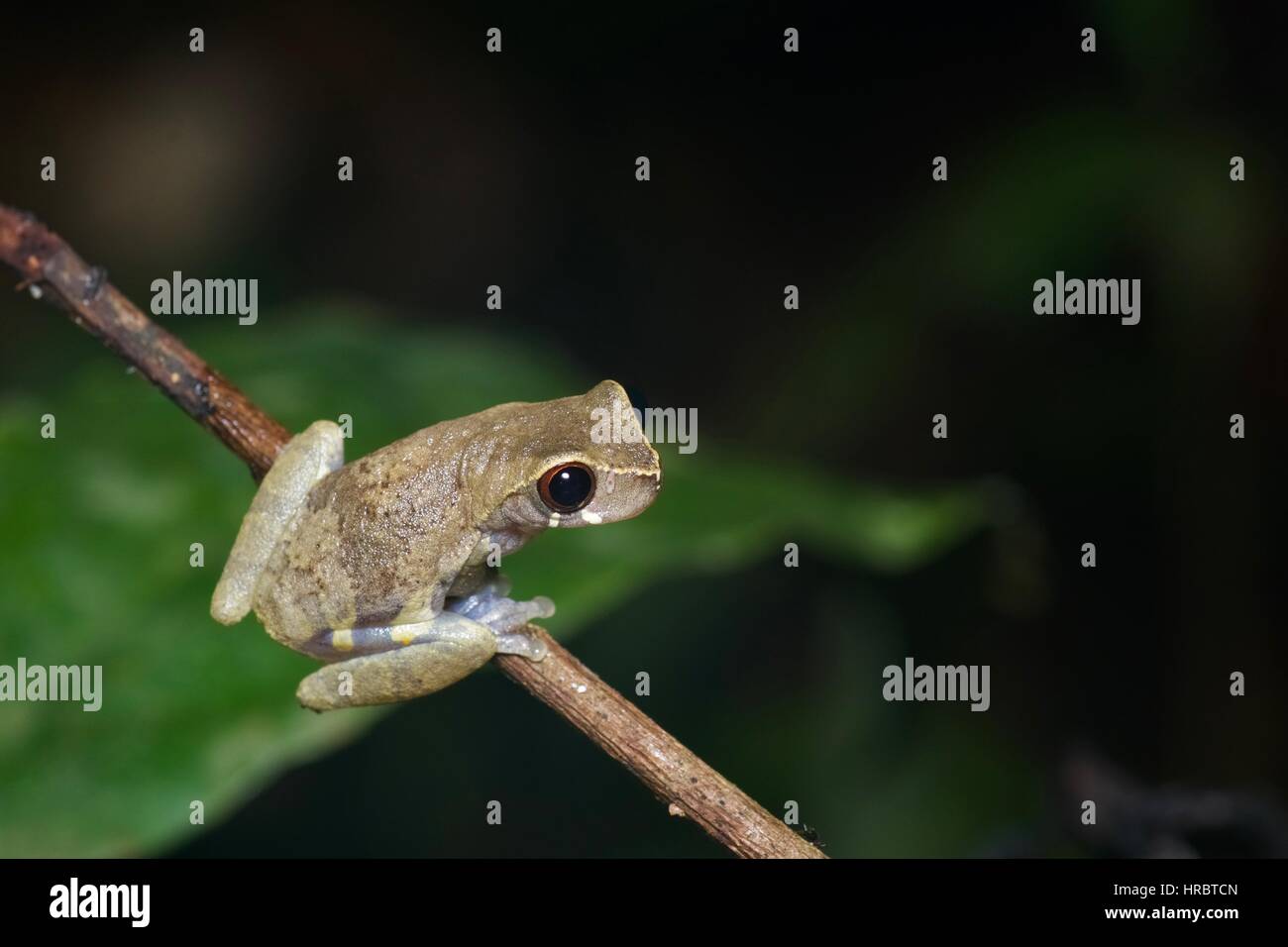 A Short-nosed Tree Frog (Dendropsophus brevifrons) perched on a thin branch in the Amazon rainforest in Loreto, Peru Stock Photo