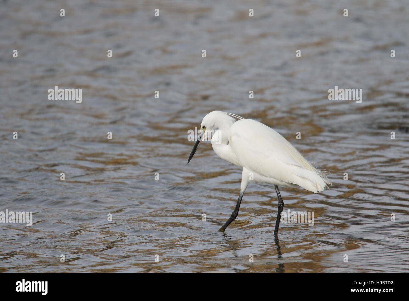 LITTLE EGRIT  CONCENTRATING   [EGRETTA GARZETTA ] on a very dull and windy day. Stock Photo