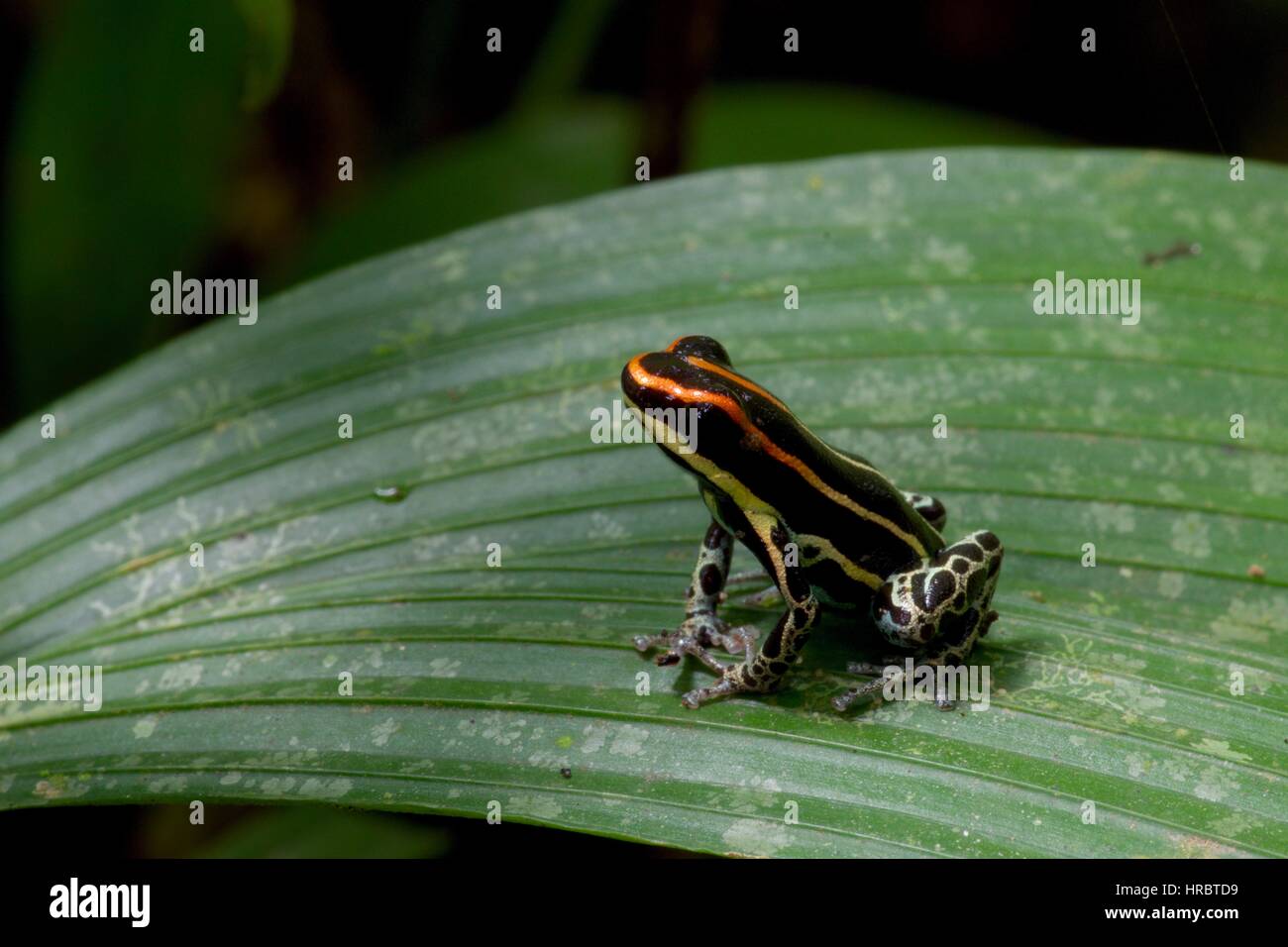 A Uakari Poison Frog (Ranitomeya uakarii) in the Amazon rainforest in Loreto, Peru Stock Photo