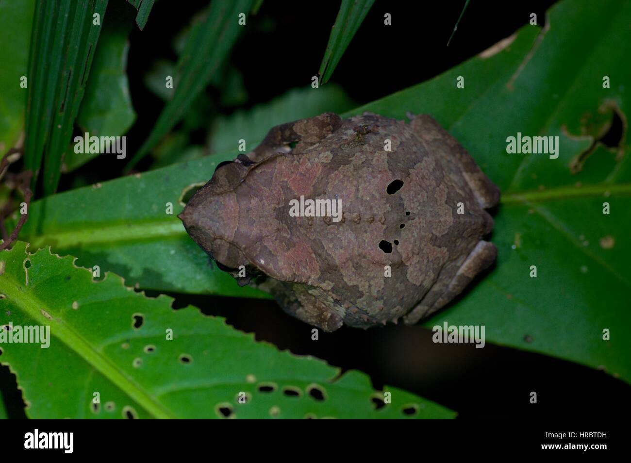 A South American Common Toad (Rhinella margaritifera) on a leaf in the Amazon rainforest in Loreto, Peru Stock Photo