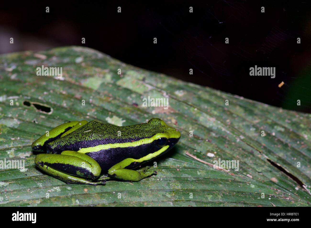 A Three-striped Poison Frog (Ameerega trivittata) resting on a leaf at night in the Amazon rainforest in Loreto, Peru Stock Photo