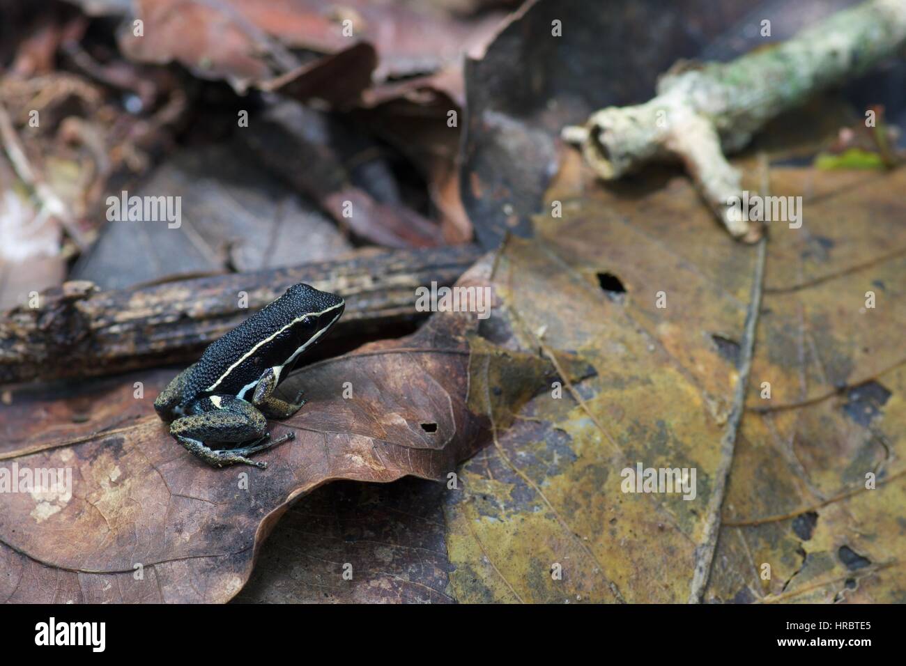 A Spotted-thighed Forest Frog (Allobates femoralis) in the Amazon rainforest leaf litter in Loreto, Peru Stock Photo