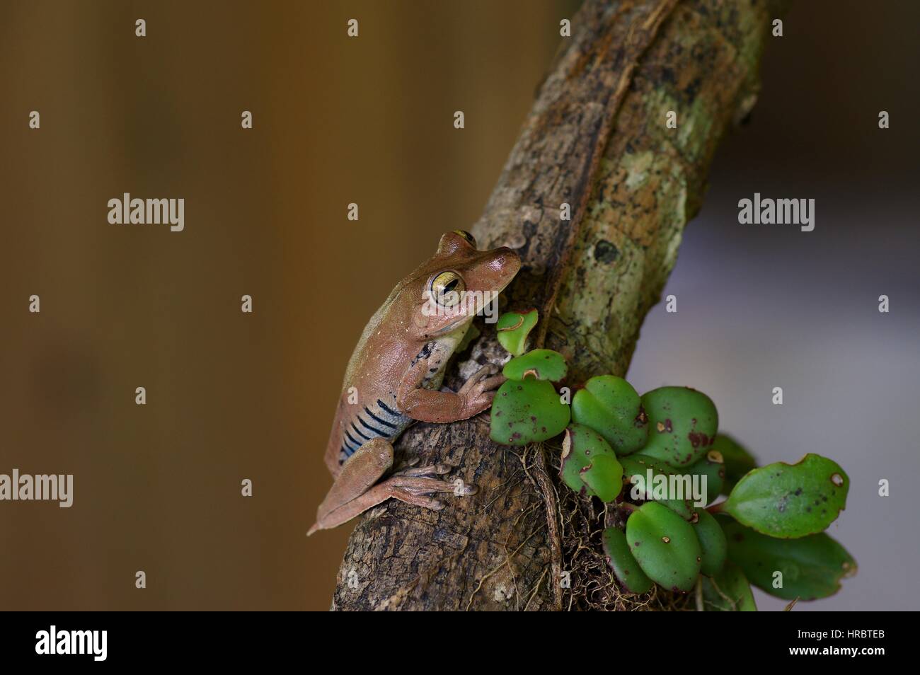 A Convict Tree Frog (Hypsiboas calcaratus) in the Amazon rainforest in Loreto, Peru Stock Photo