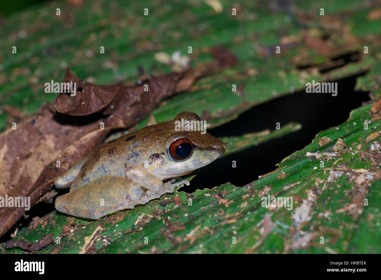 A Malkin's Rain Frog (Pristimantis malkini) on a leaf at night in the Amazon rainforest in Loreto, Peru Stock Photo