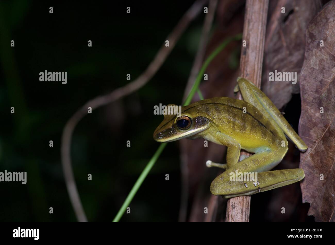 A Rocket Tree Frog (Hypsiboas lanciformis) perched in the vegetation in the Amazon rainforest in Loreto, Peru Stock Photo