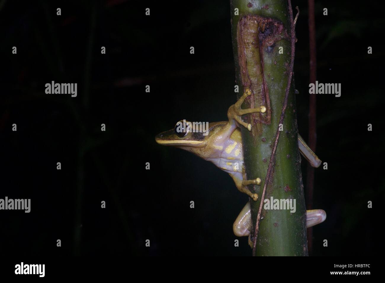 A Rocket Tree Frog (Hypsiboas lanciformis) perched in the vegetation in the Amazon rainforest in Loreto, Peru Stock Photo