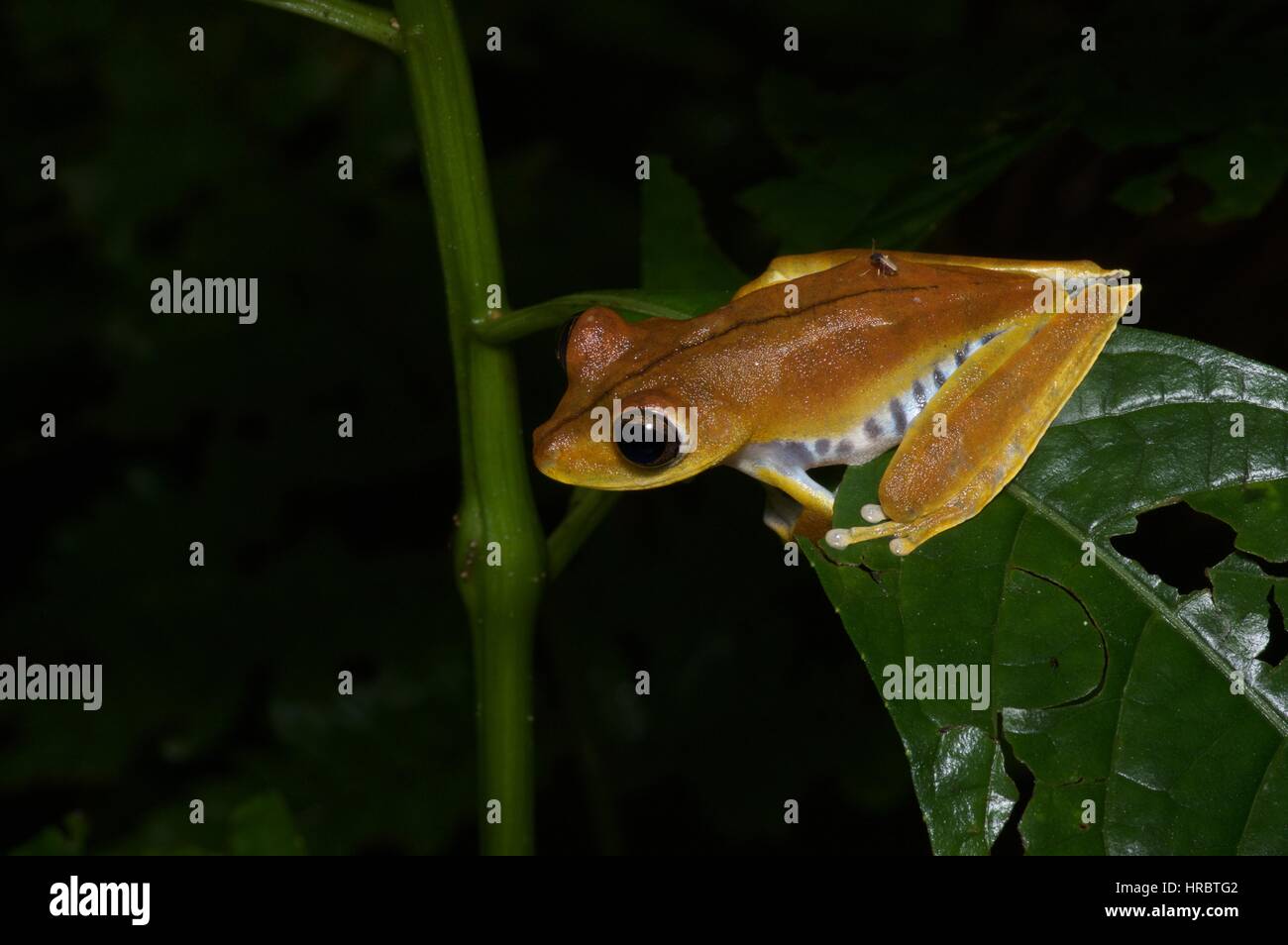 A Convict Tree Frog (Hypsiboas calcaratus) in the Amazon rainforest in Loreto, Peru Stock Photo