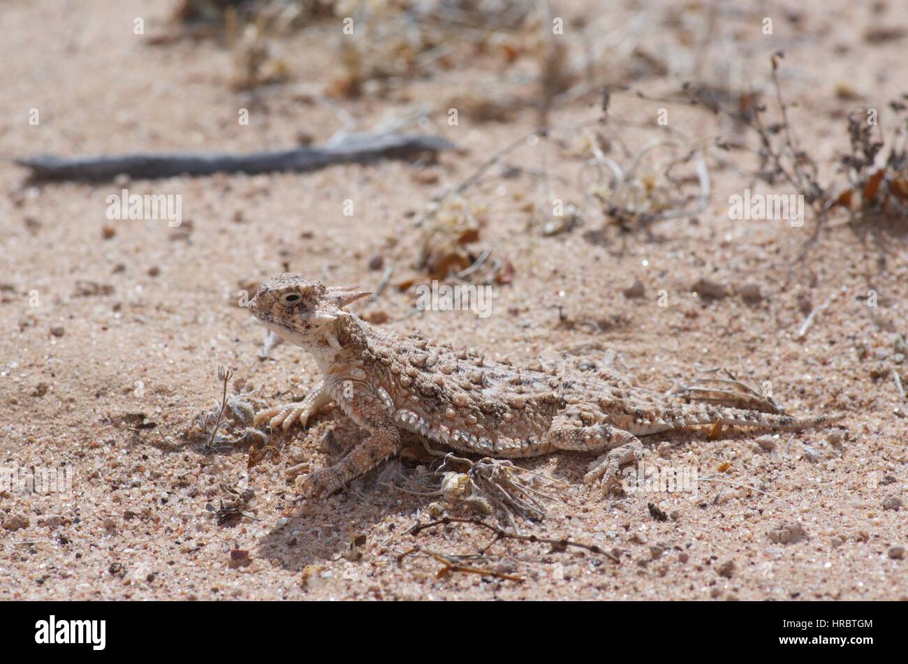 A Goode's Horned Lizard (Phrynosoma Goodei) Basking On The Sandy Desert ...