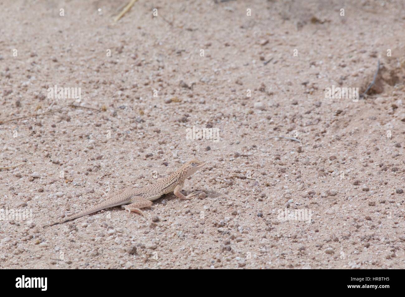 A Yuman Desert Fringe-toed Lizard (Uma rufopunctata) in the desert sand at Mohawk Dunes, Yuma County, Arizona Stock Photo