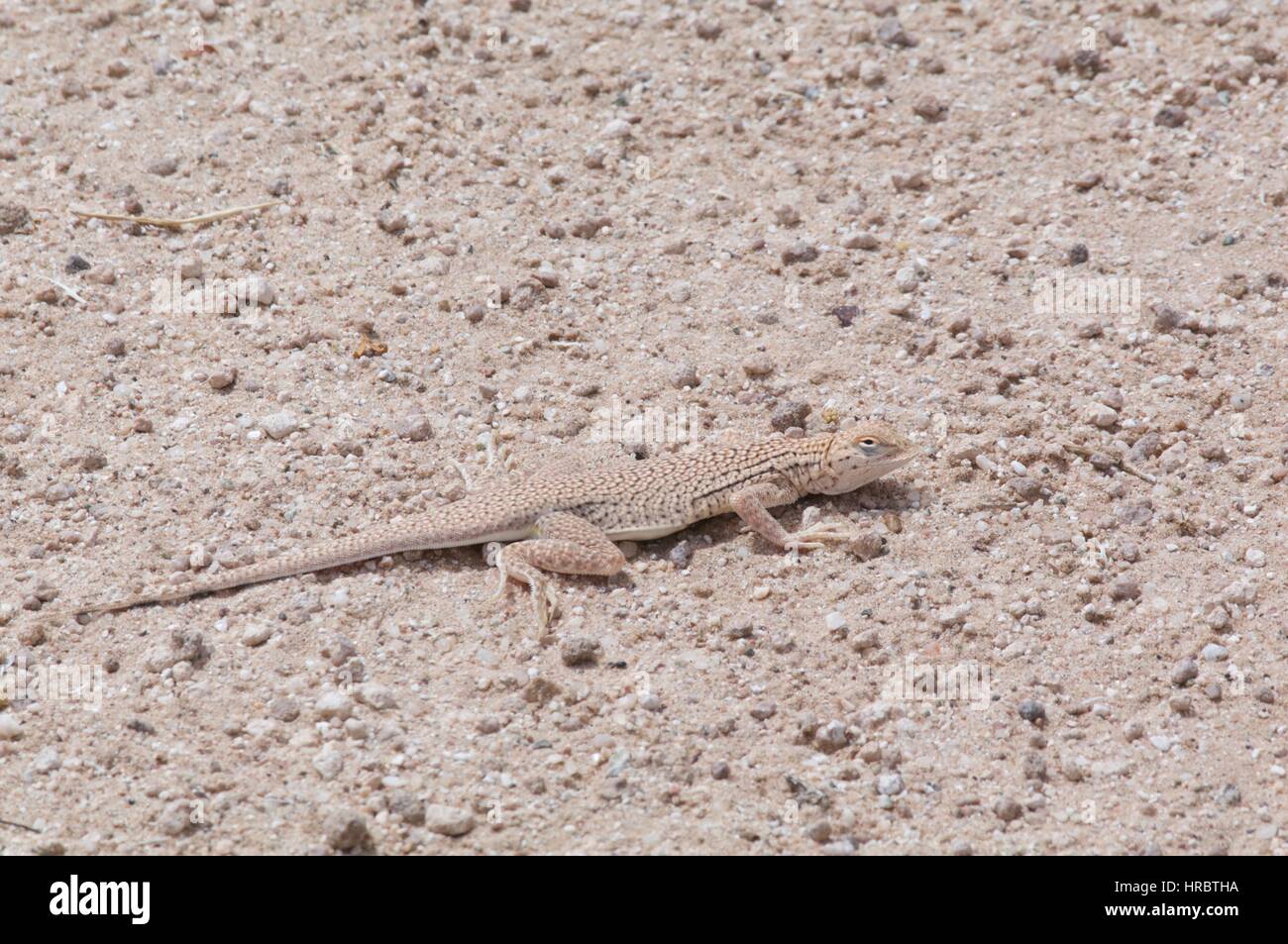A Yuman Desert Fringetoed Lizard (Uma rufopunctata) in the desert sand