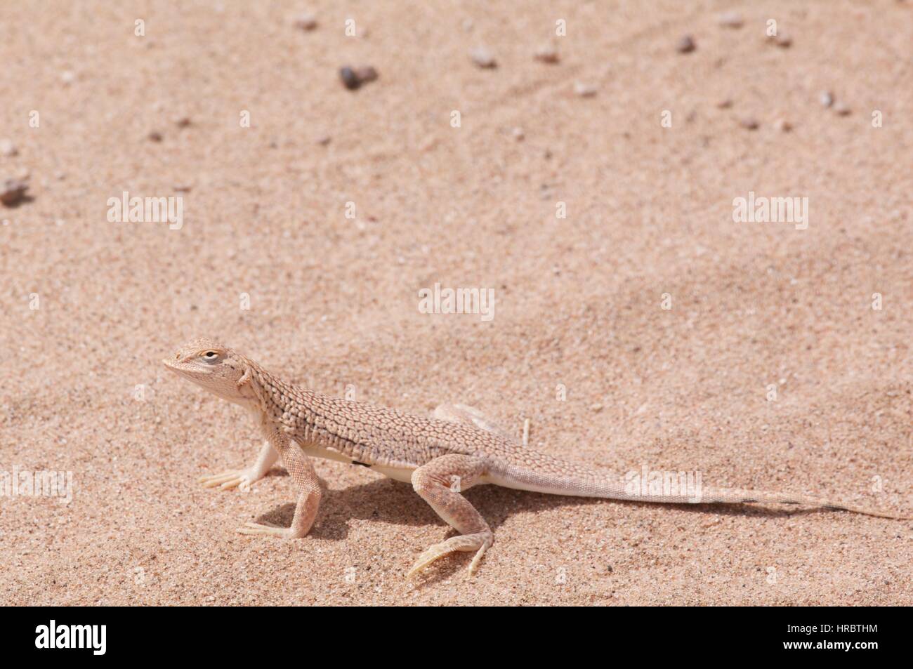 A Yuman Desert Fringetoed Lizard (Uma rufopunctata) in the desert sand