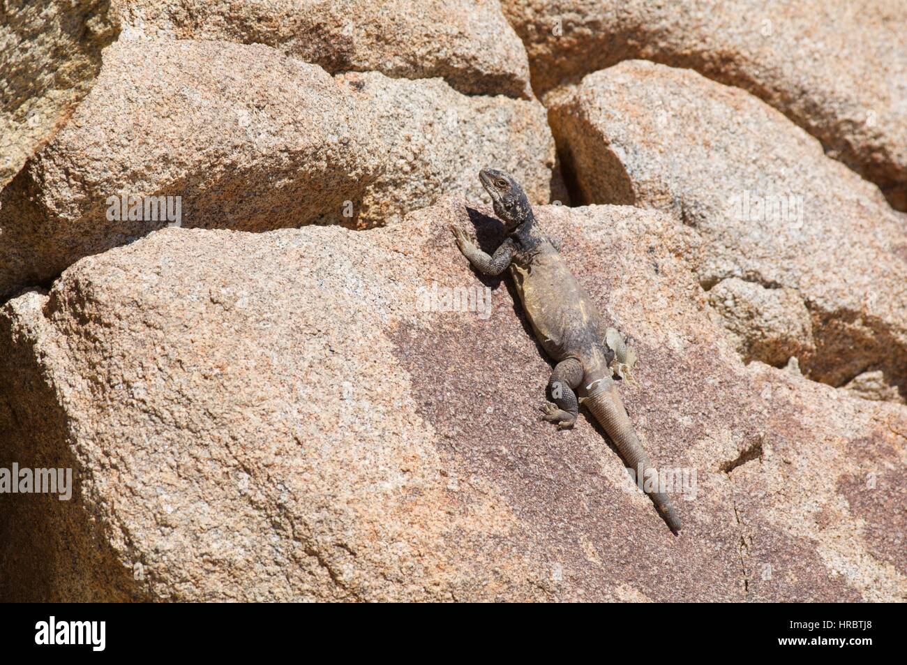 A Common Chuckwalla (Sauromalus ater) basking on granite boulders in Mountain Spring, San Diego County, California Stock Photo