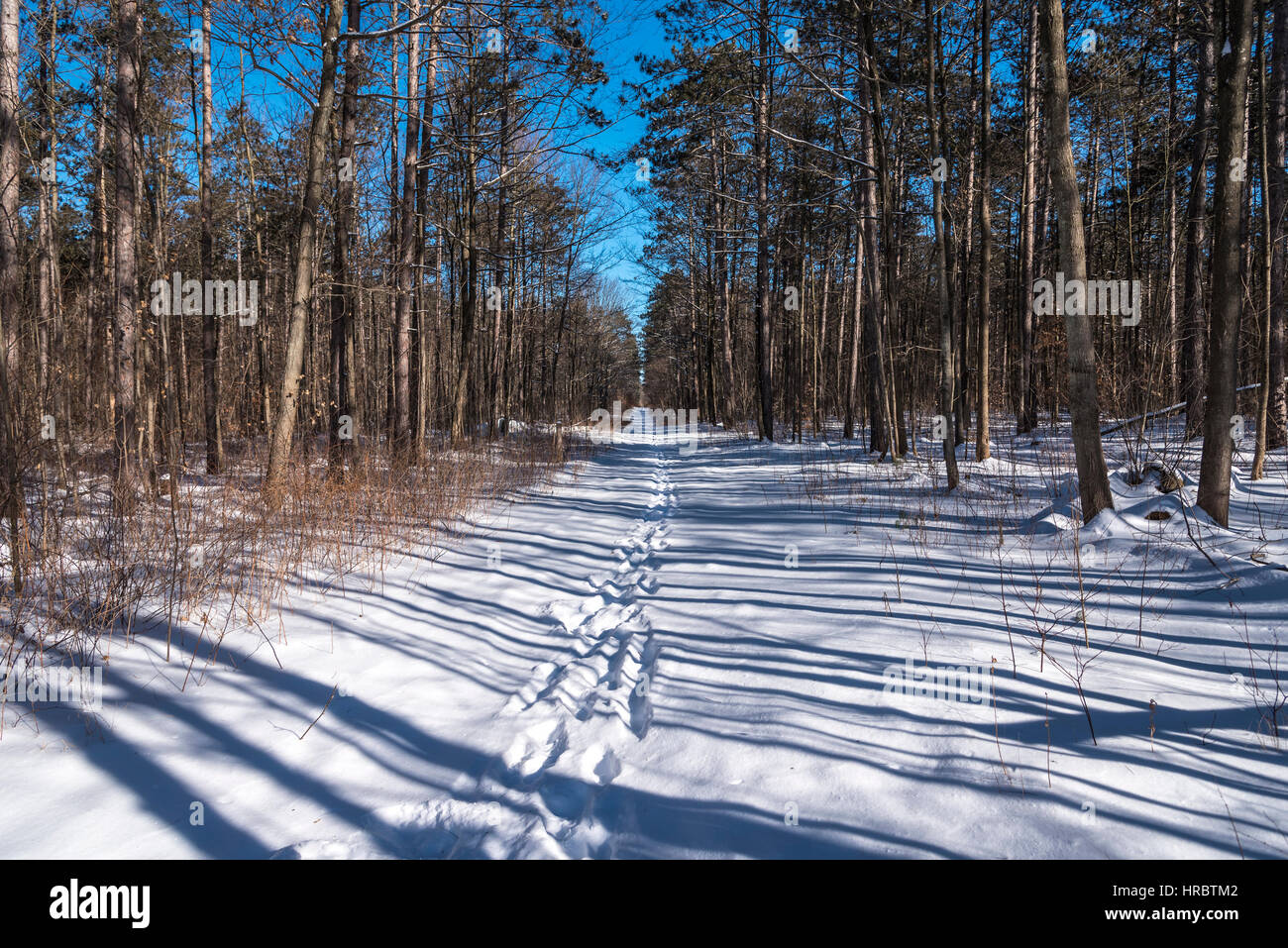 A snow covered forest path in York Forest in Stouffville Ontario Canada