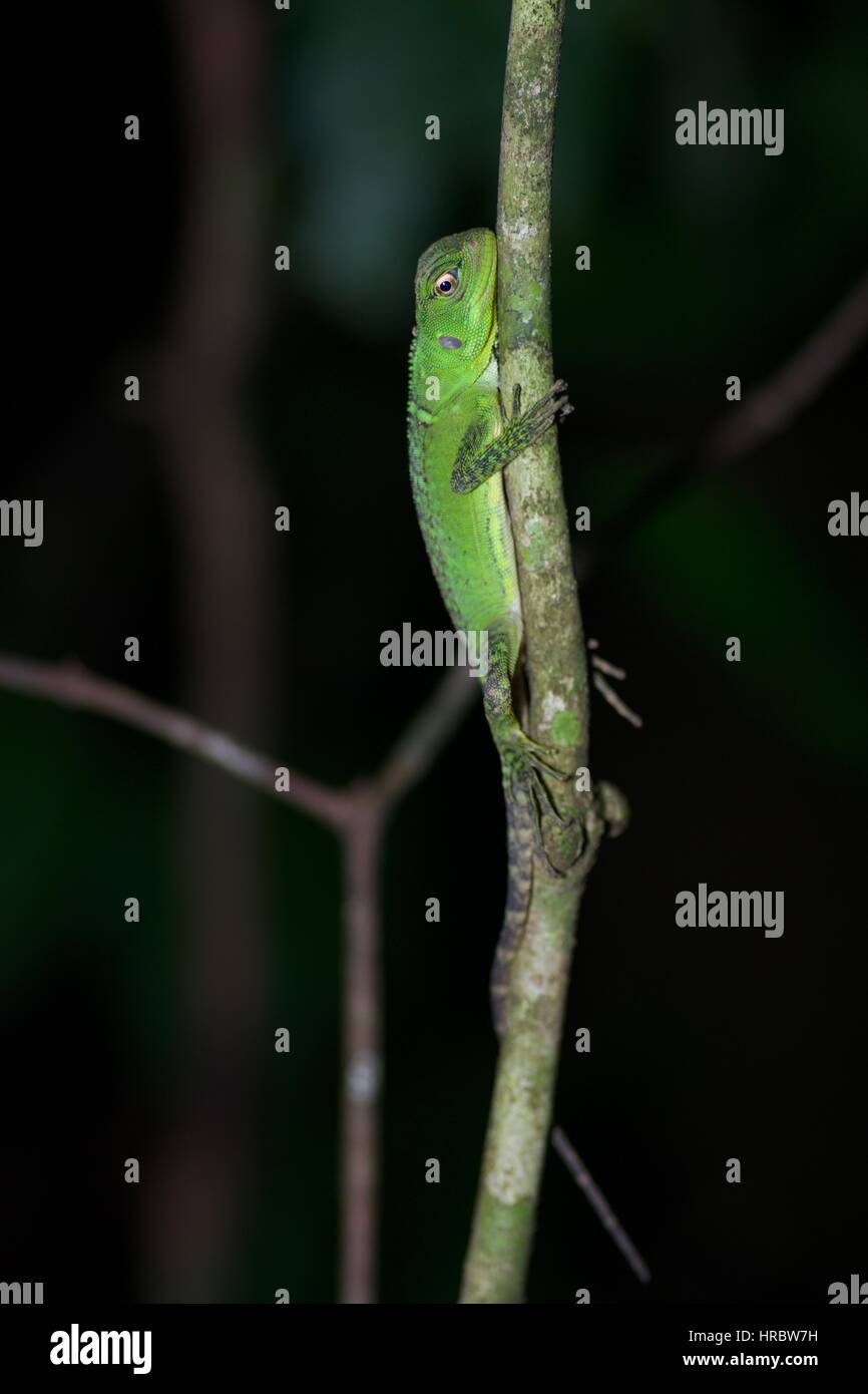 An Amazon Forest Dragon (Enyalioides laticeps) resting at night in the rainforest in Loreto