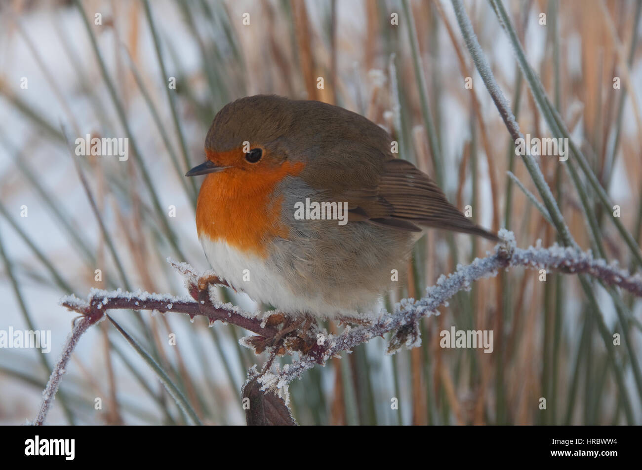 A robin in the Brecon Beacons National Park, Wales, United Kingdom Stock Photo