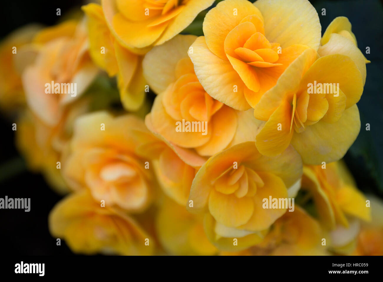 nature spring floral background yellow begonia flower close up selective focus one flower on foreground in focus soft focus blurred flowers on backgro Stock Photo