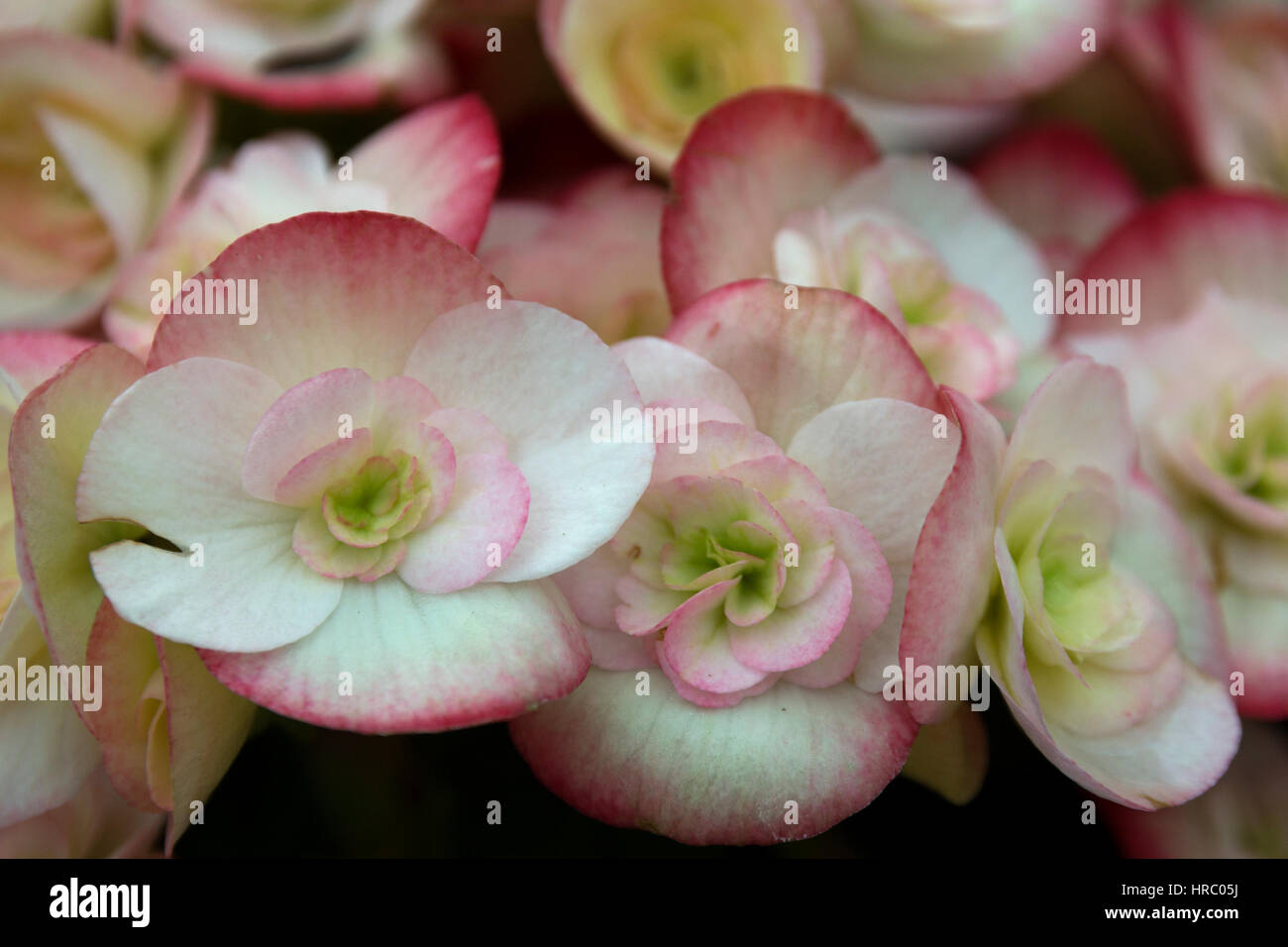 spring floral background light pink begonia flower bouquet close up selective focus soft focus blurred flowers background Stock Photo