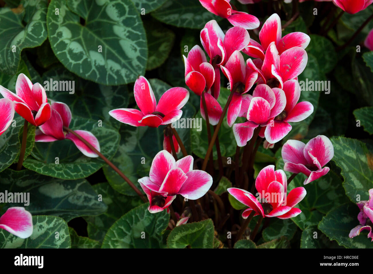 pink and white cyclamen close up green background Stock Photo