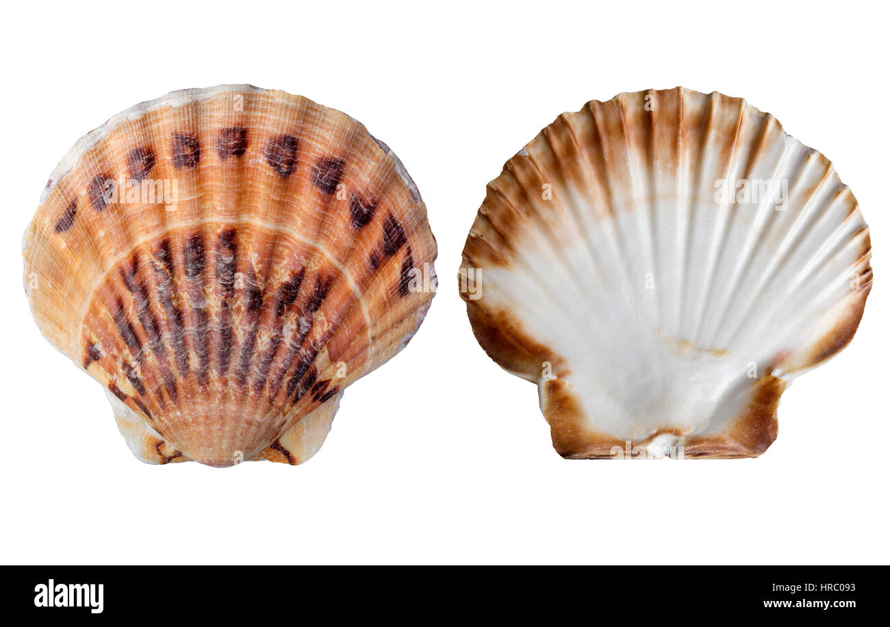 Fan-shaped French scallop seashells isolated on white from the coast of Brittany, France Stock Photo