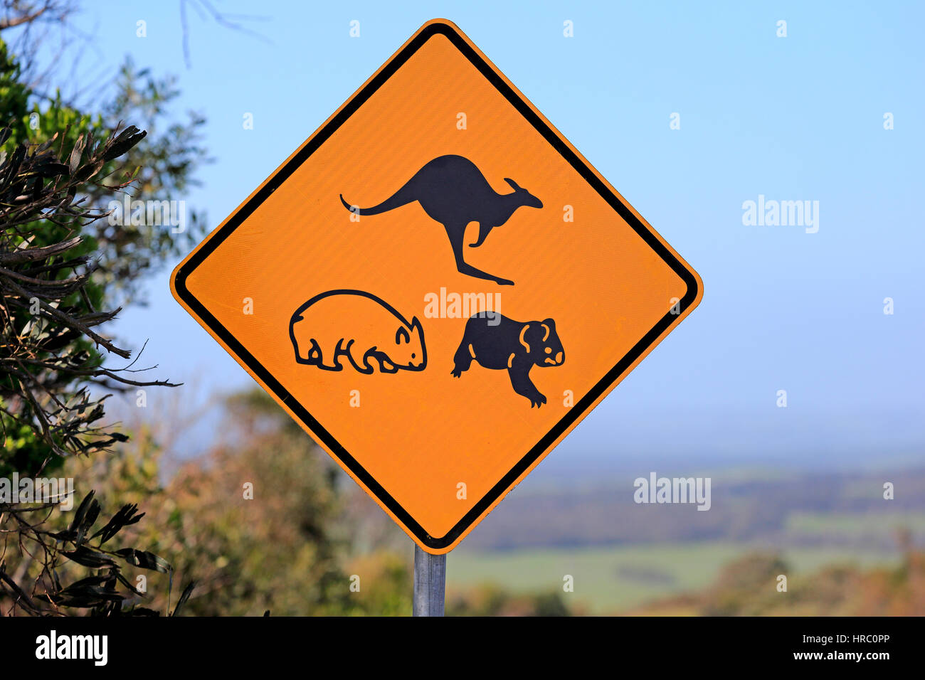 Traffic sign, Protection for Koala  Wombat Kangaroo, Victoria, Australia Stock Photo