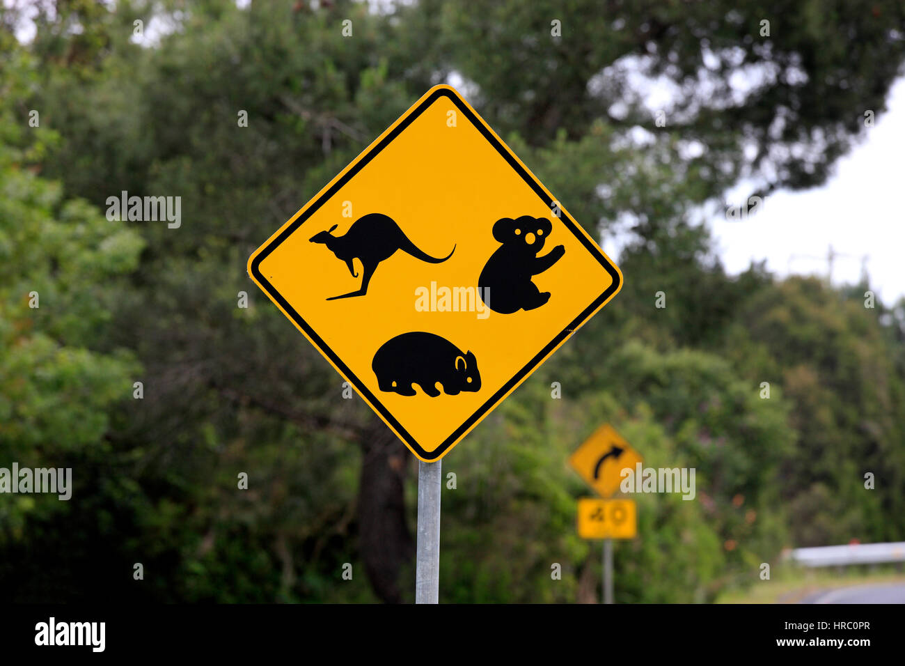 Traffic sign, Protection for Koala  Wombat Kangaroo, Victoria, Australia Stock Photo