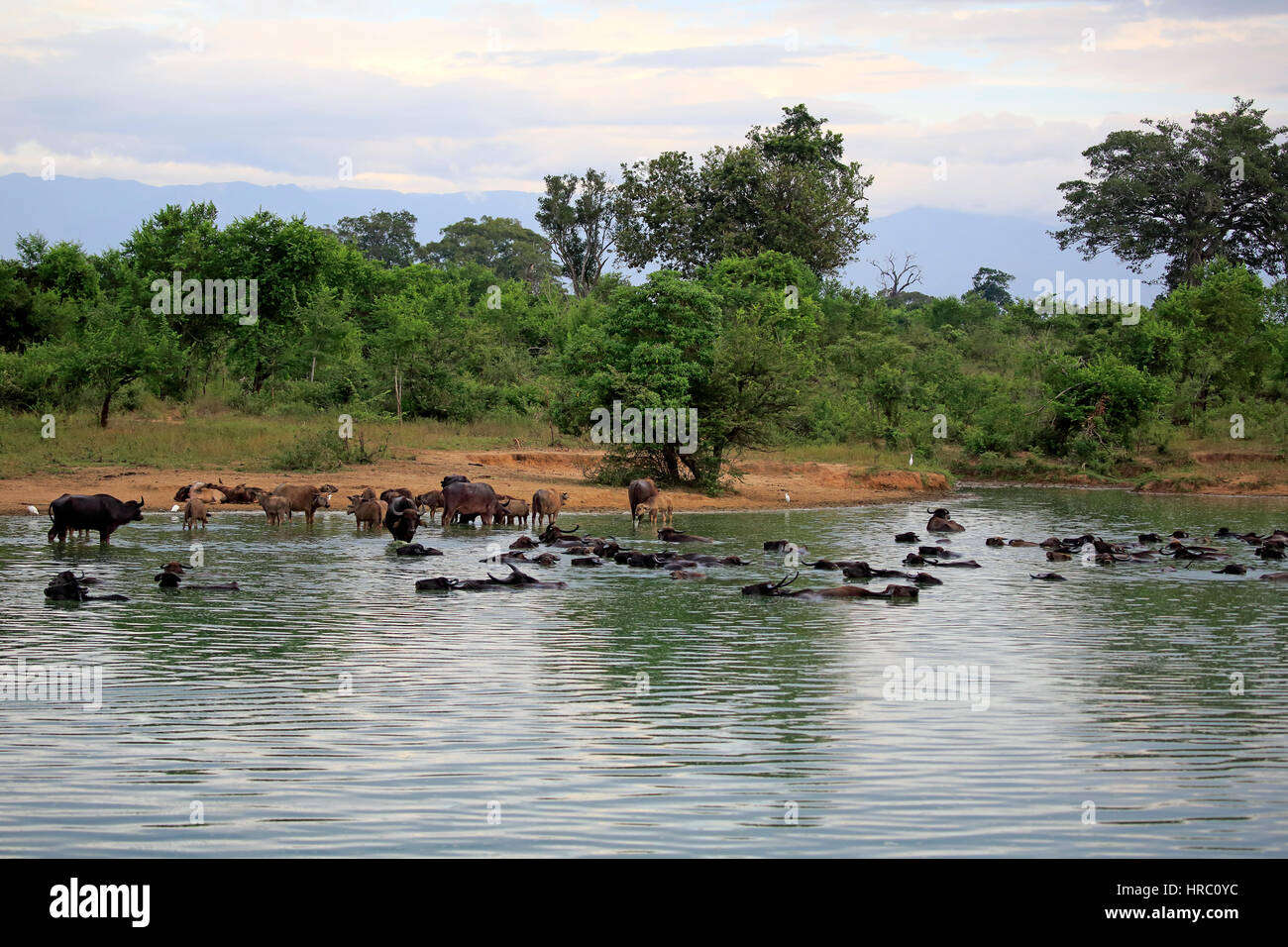 Wild Water Buffalo, (Bubalus arnee), herd in water bathing, Udawalawe Nationalpark, Sri Lanka, Asia Stock Photo