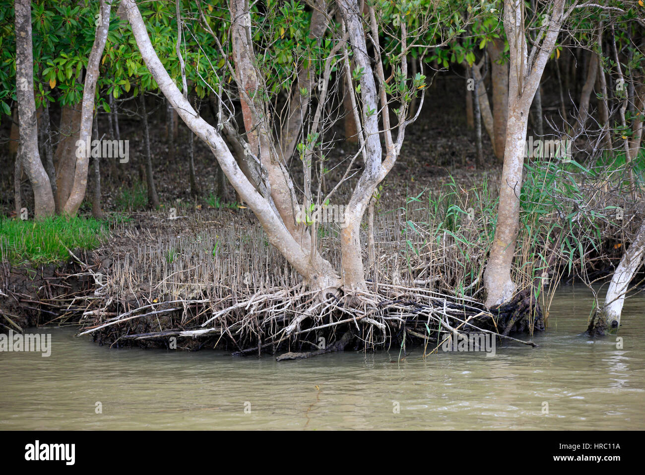 White mangrove hi-res stock photography and images - Alamy
