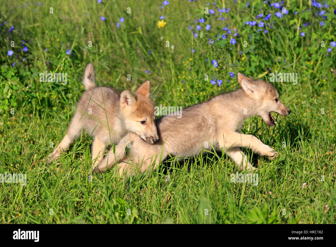 Gray Wolf, Canis lupus, Montana, USA, North America, two youngs eight weeks old playing in meadow Stock Photo