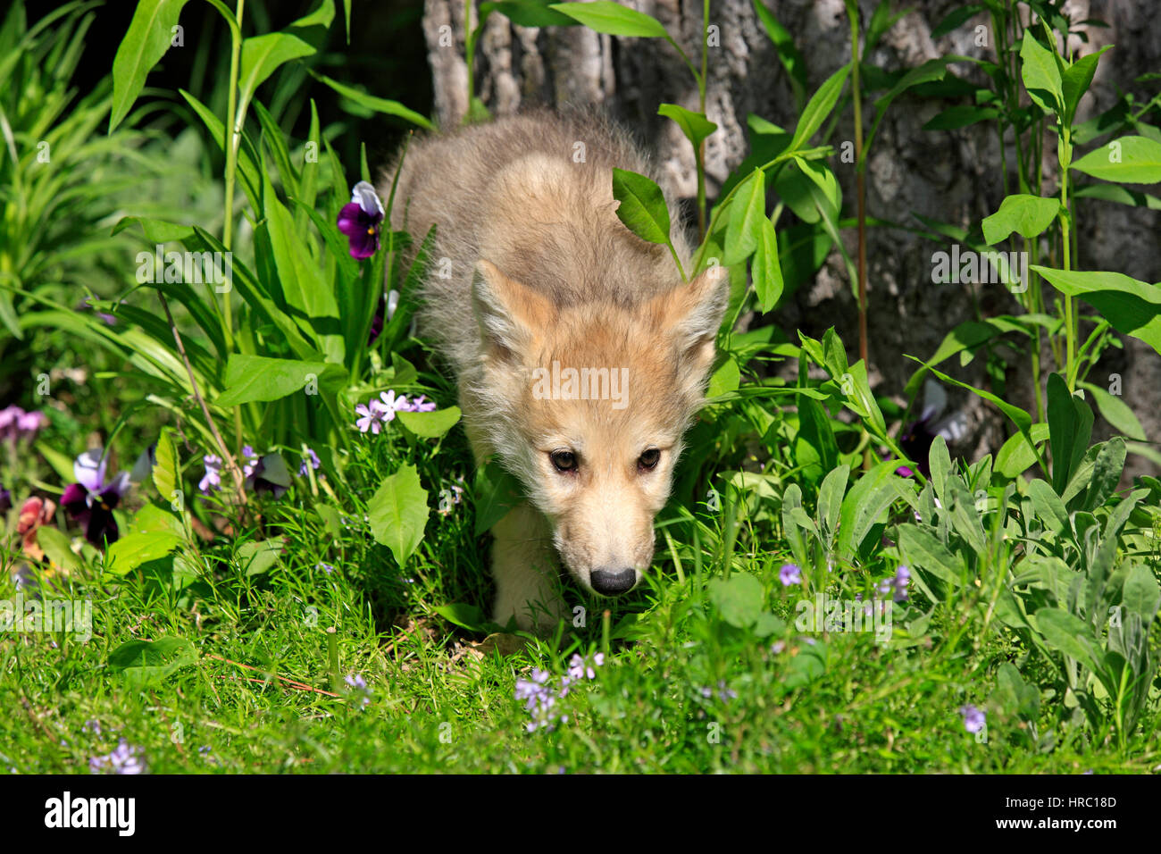 Gray Wolf, Canis lupus, Montana, USA, North America, young eight weeks old in meadow Stock Photo