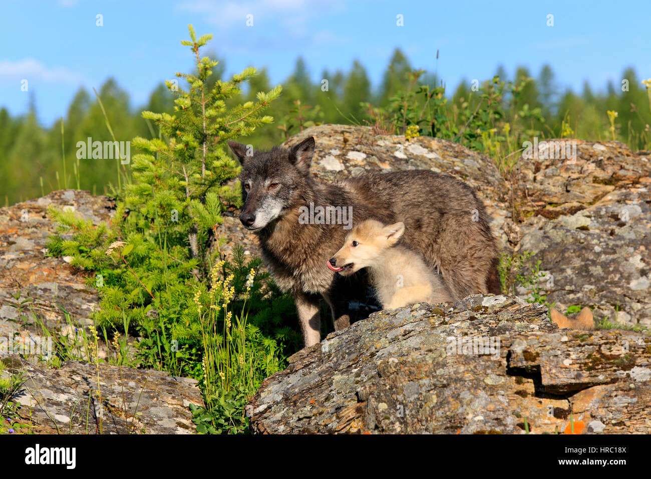 Gray Wolf, Canis lupus, Montana, USA, North America, adult female with young eight weeks old begging for food Stock Photo