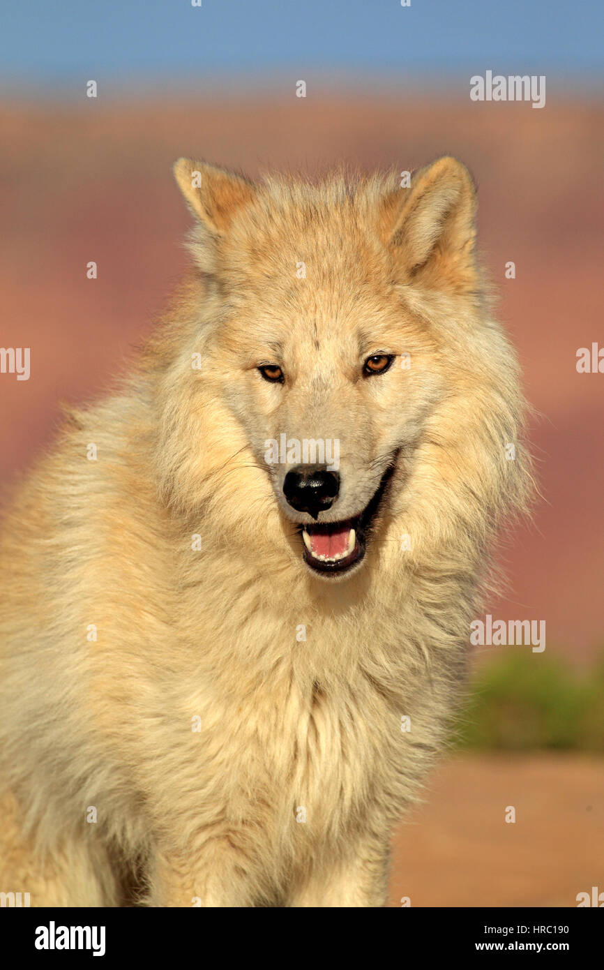 Gray Wolf, Timber Wolf, (Canis lupus), Monument Valley, Utah, USA