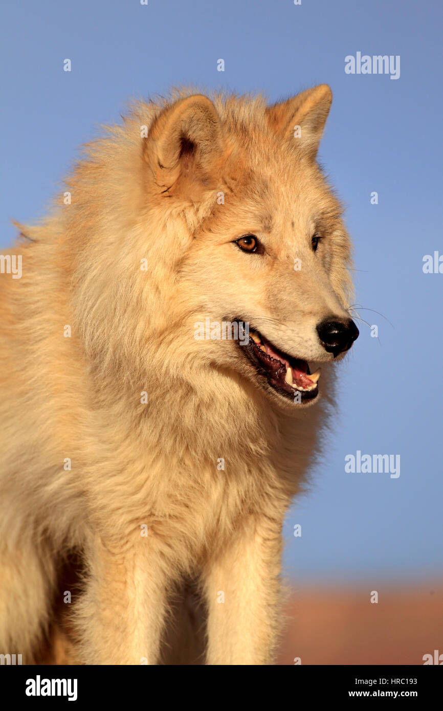 Gray Wolf, Timber Wolf, (Canis lupus), Monument Valley, Utah, USA, North America, adult portrait Stock Photo