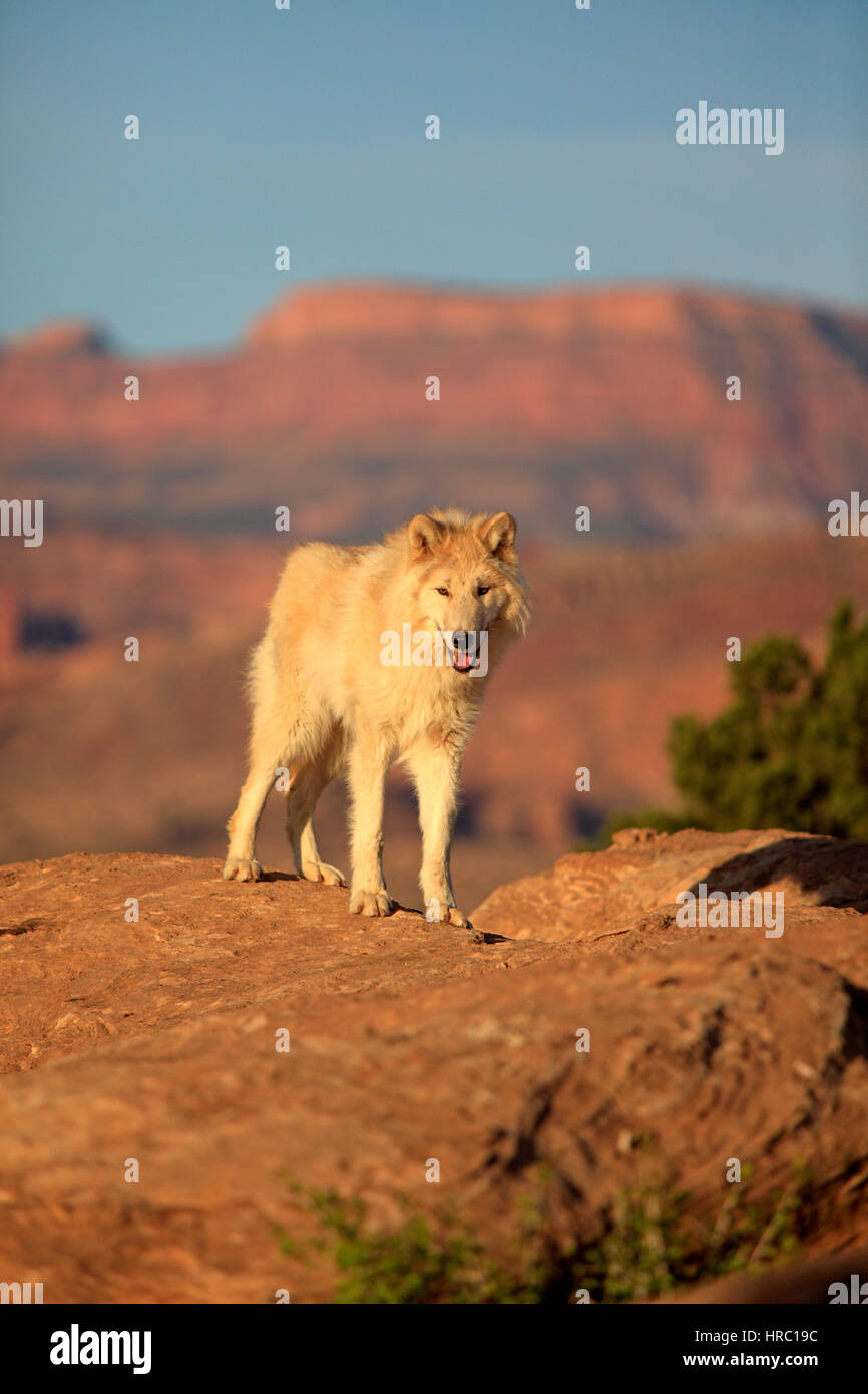 Gray Wolf, Timber Wolf, (Canis lupus), Monument Valley, Utah, USA, North America, adult alert Stock Photo
