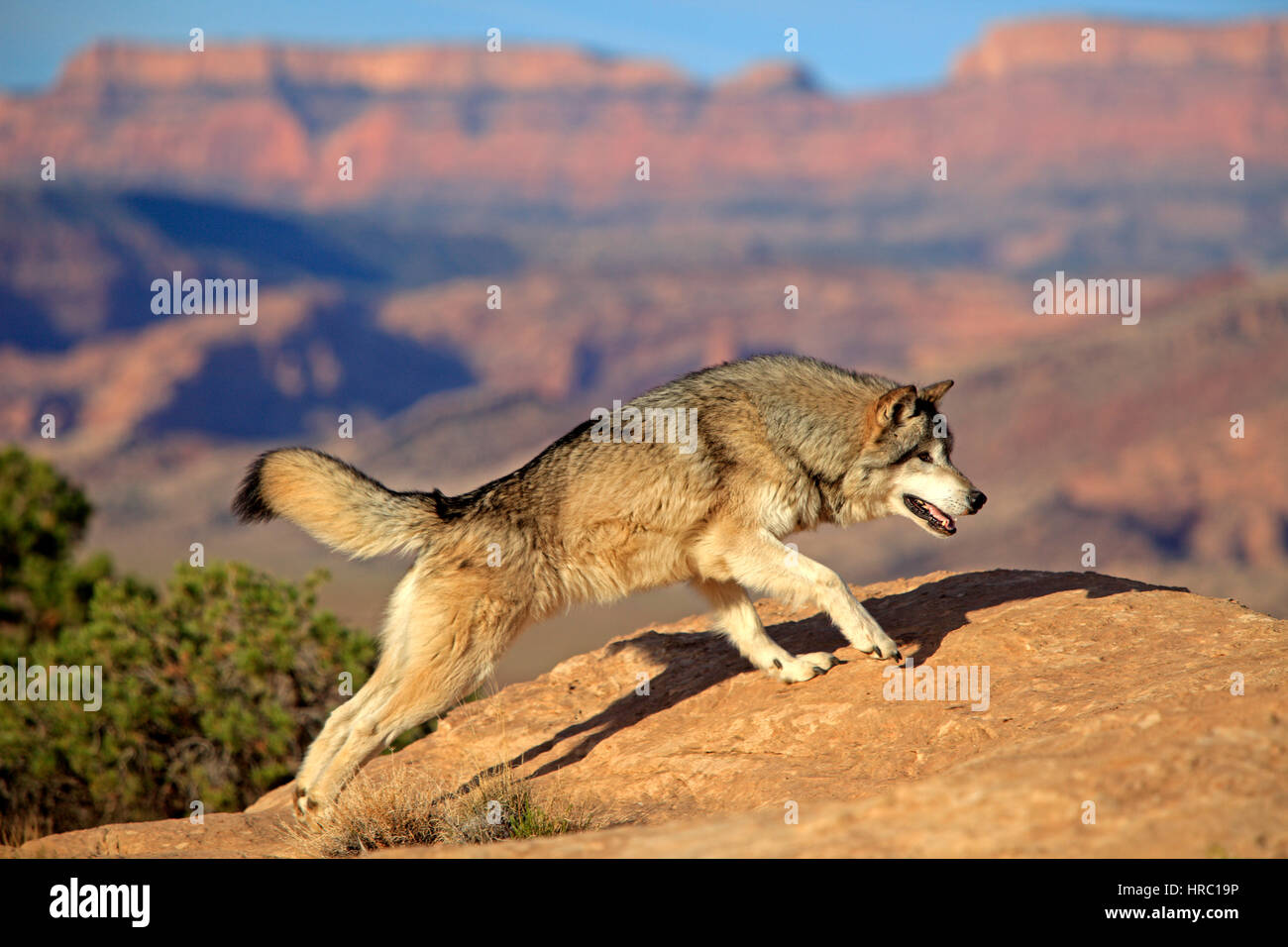 Gray Wolf, Timber Wolf, (Canis lupus), Monument Valley, Utah, USA, North America, adult stalking Stock Photo