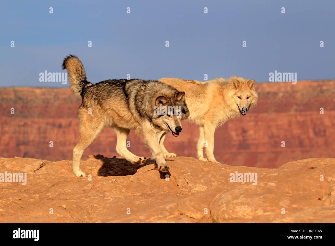 Gray Wolf, Timber Wolf, (Canis lupus), Monument Valley, Utah, USA, North America, adult couple stalking Stock Photo