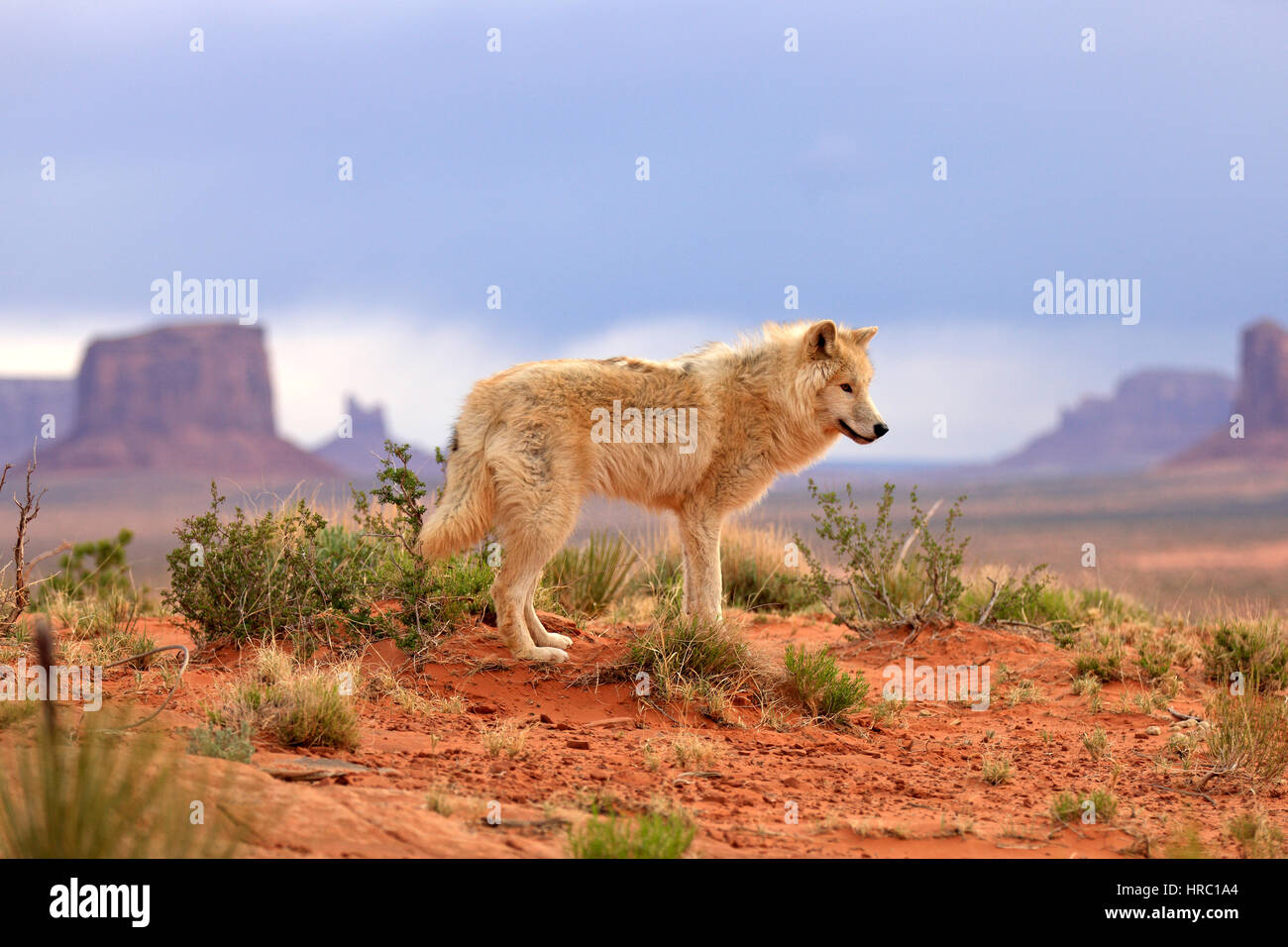 Gray Wolf, Timber Wolf, (Canis lupus), Monument Valley, Utah, USA